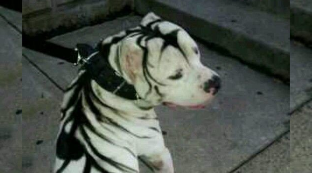 Zebra oder Hund?