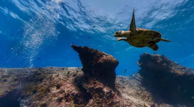 Die neuen Unterwasserwelten von Google Street View