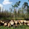 Bialowieza: Polen droht wegen Abholzung in Urwald Niederlage vor dem EuGH