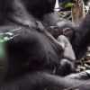 Video: Seltenes Gorilla-Baby in der Wildnis gefilmt