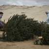 Frankreich: Dünen-Schutz mit Weihnachtsbäumen
